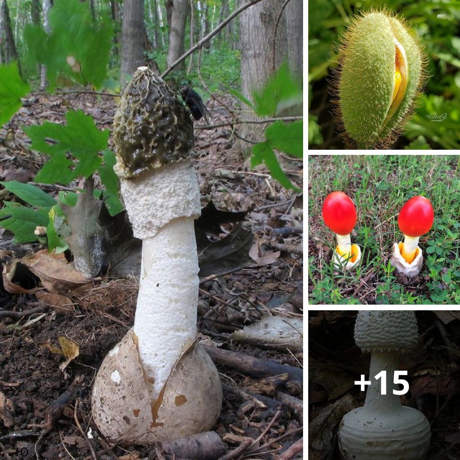 Exploring Nature's Oddities: Unusual Mushroom Forms in the Wild
