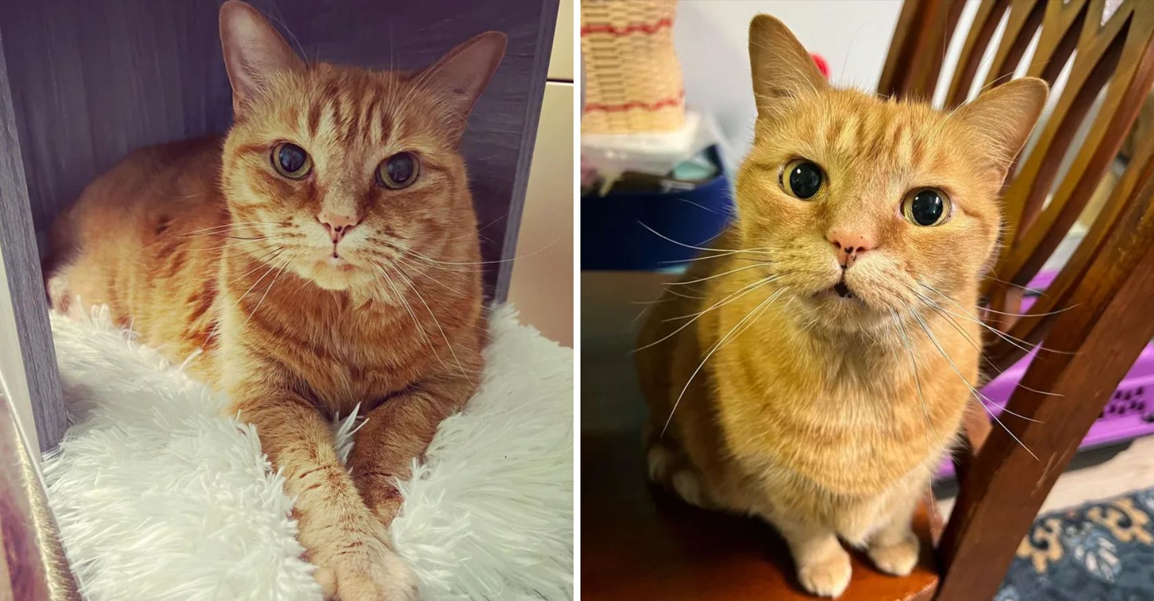 After a year of relentless efforts, an 11-year-old cat finally FOUND A LOVING FAMILY that welcomed them with open arms