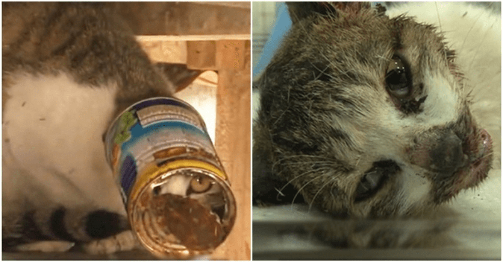 Poor cat, whose head was stuck in a tin box for days: "It's scared, so it keeps trying to stay away from people"