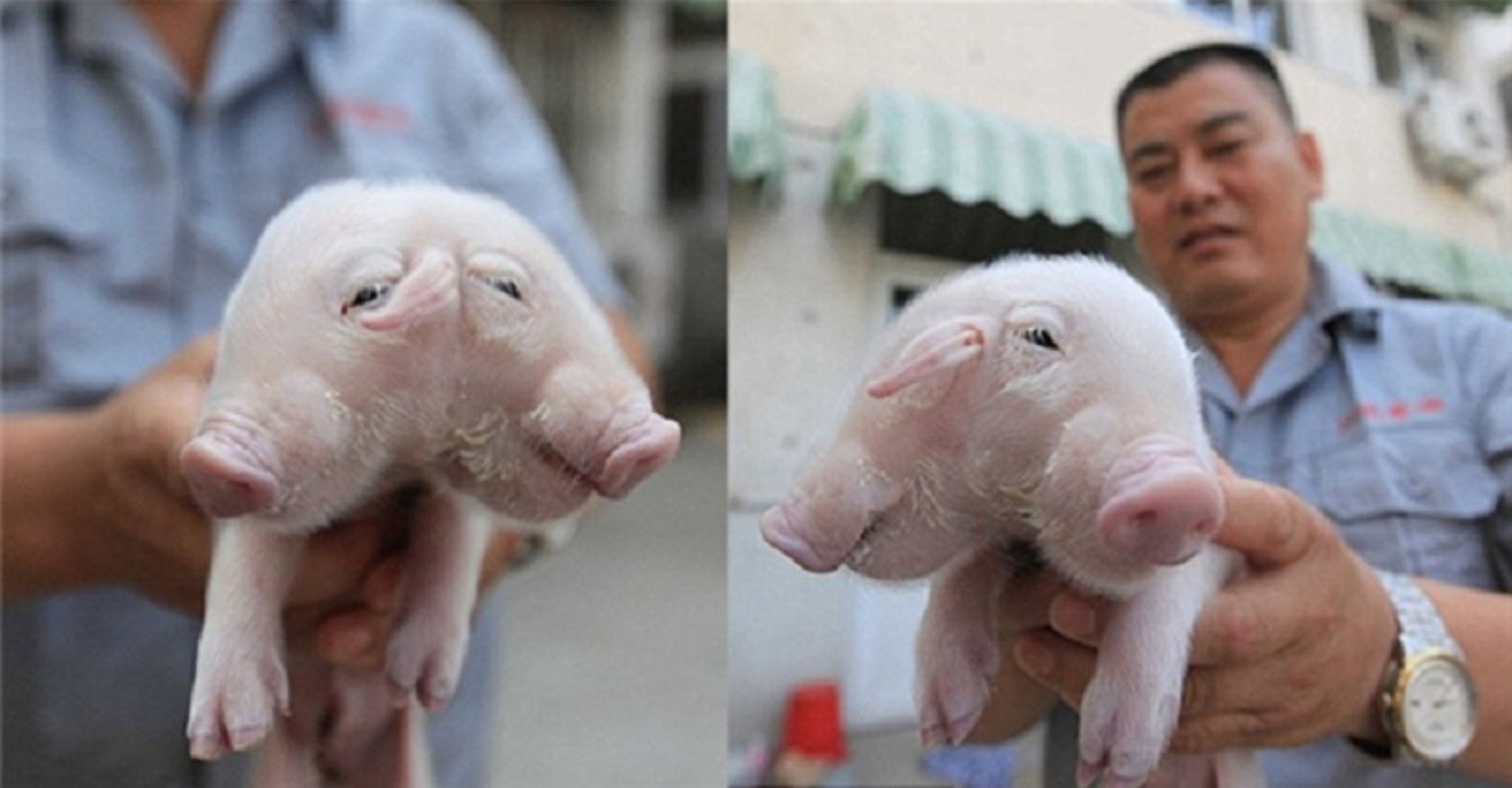 Two-headed piglet found near temple in China