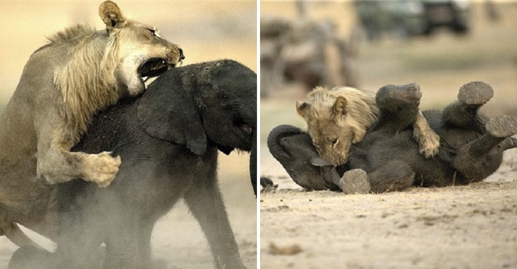 Poor baby elephant died tragically under the lion's jaws