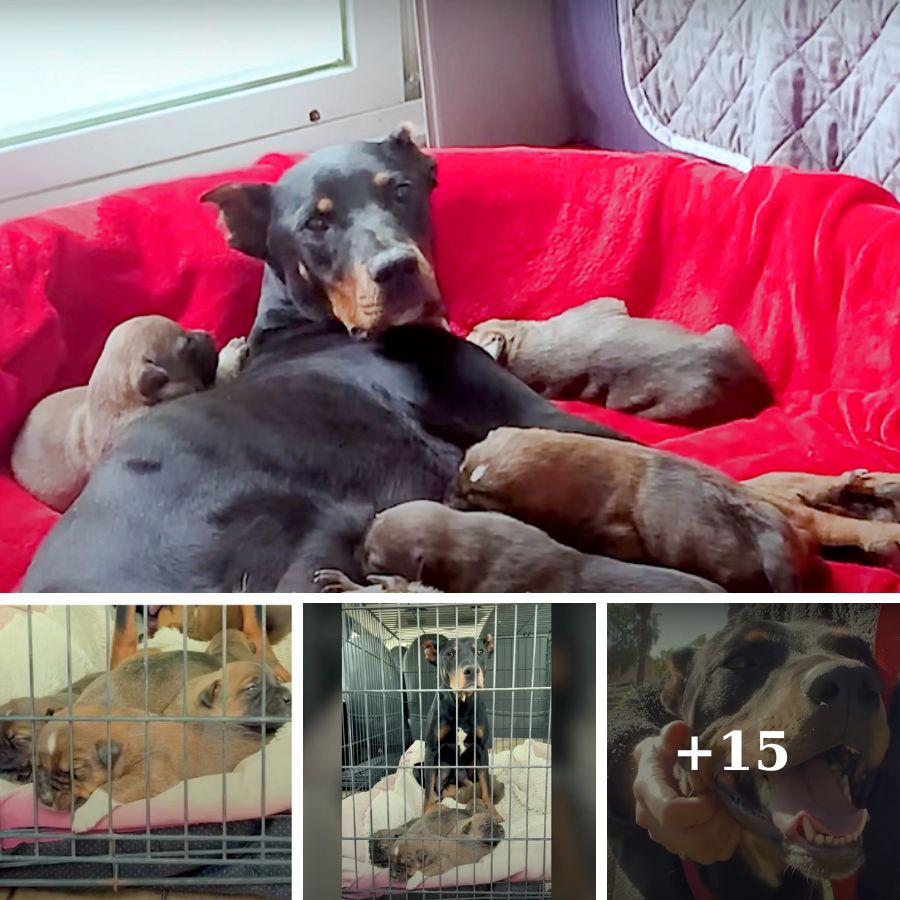 Lady Loads Puppies Into Van, Holds Off Protective Snarling Mom From Attack